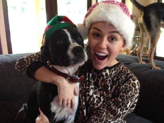 Miley-Cyrus-Hund