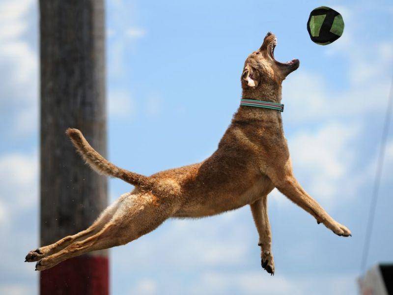 Mischlingshund springt nach einem Ball