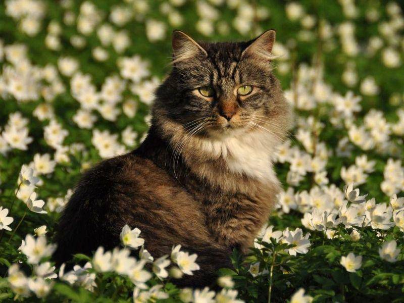 Norwegische Waldkatze auf Blumenwiese