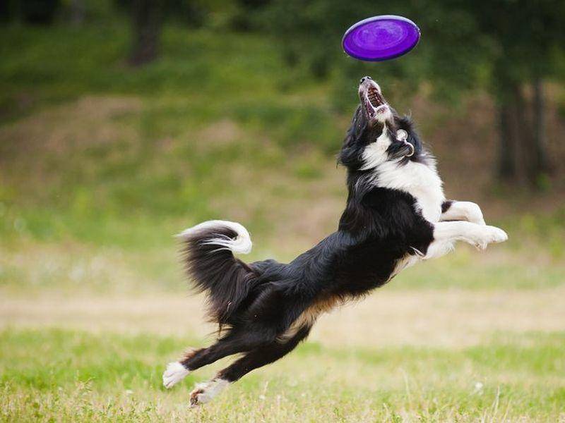Schwarz-Weisser-Hund-Springt-Frisbee