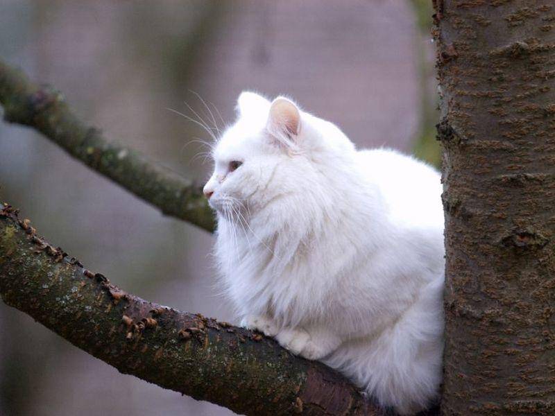 Norwegische Waldkatze auf dem Baum