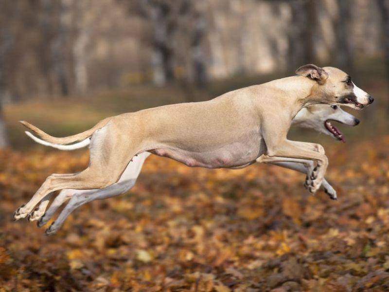 Whippet: Der schlanke Windhund sprintet mit maximal 58 km/h.