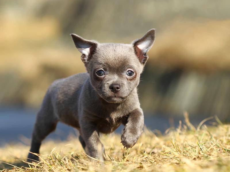 Chihuahua-Welpe: Luna war 2012 der beliebteste Name für Hündinnen