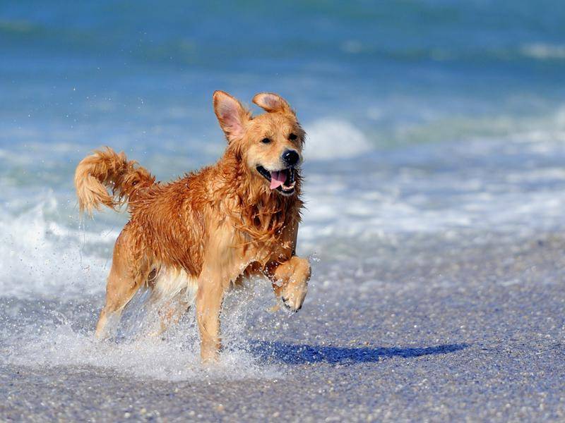 Golden Retriever: Amy war vergangenes Jahr der viertbeliebteste Hundename