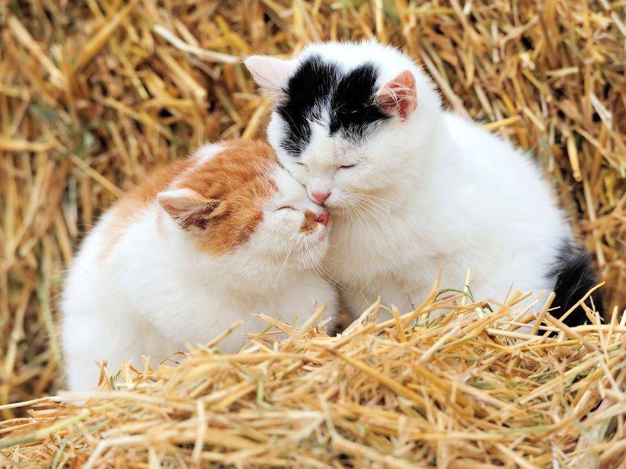 Keine Einzelgänger: Katzen lieben die Zweisamkeit