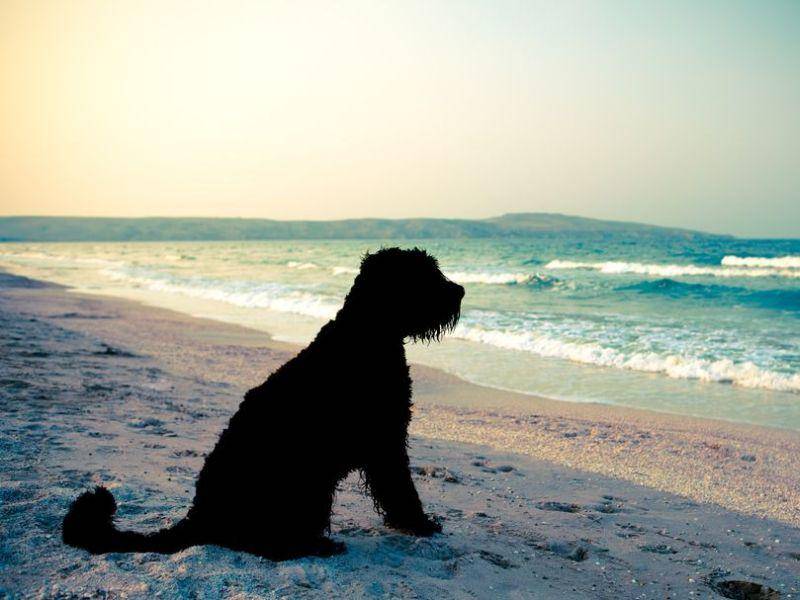 Urlaubsstimmung: Ein Hund genießt den Sonnenuntergang