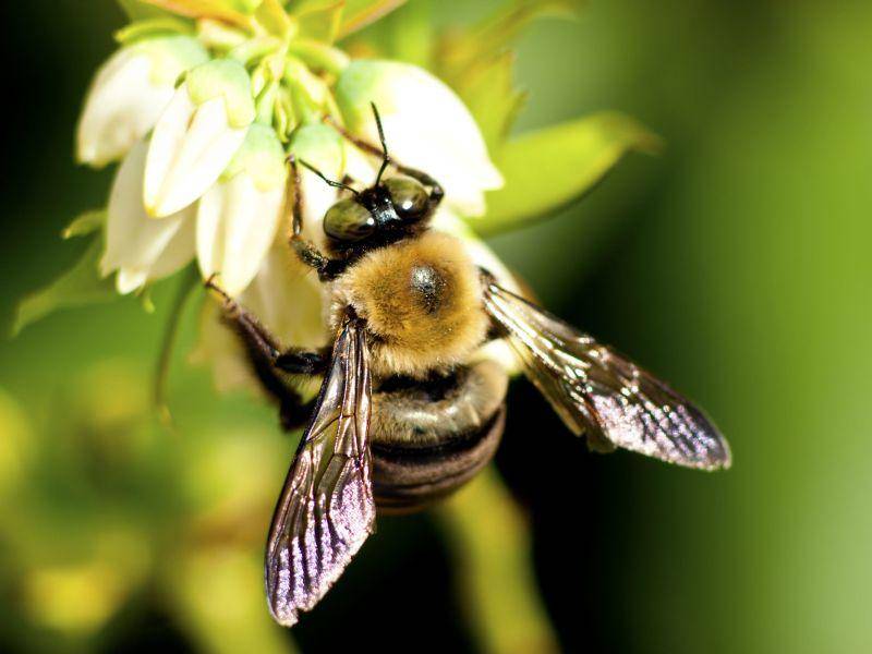 Biene: Besonders fleißig bei Sonnenschein — Bild: Shutterstock / Betty Shelton
