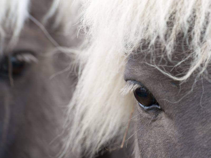 So schön sind Islandpferde von Nahem — Bild: Shutterstock / RHIMAGE