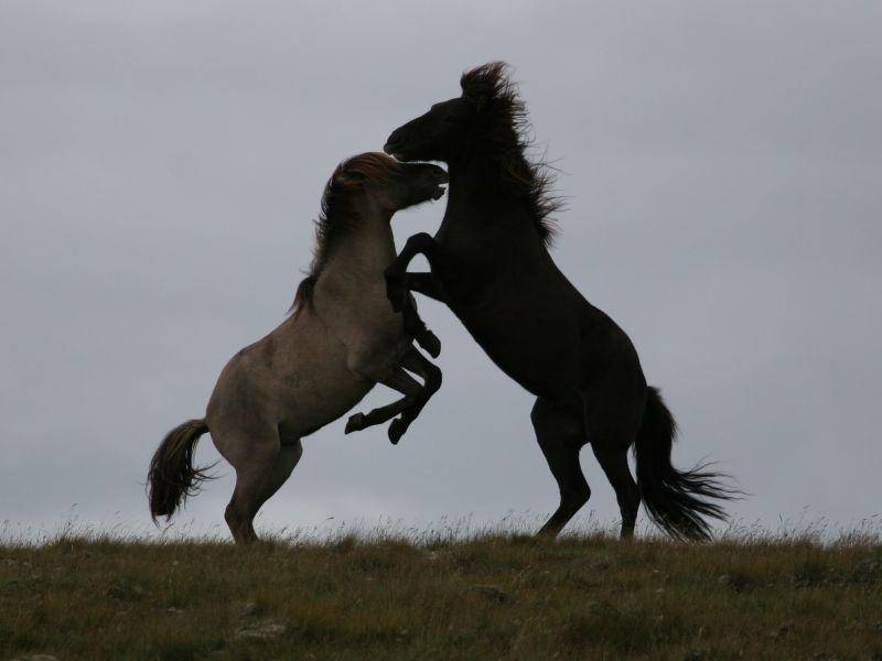 Außerdem toben Islandpferde gern — besonders unter Hengsten — Bild: Shutterstock / Achim Baque