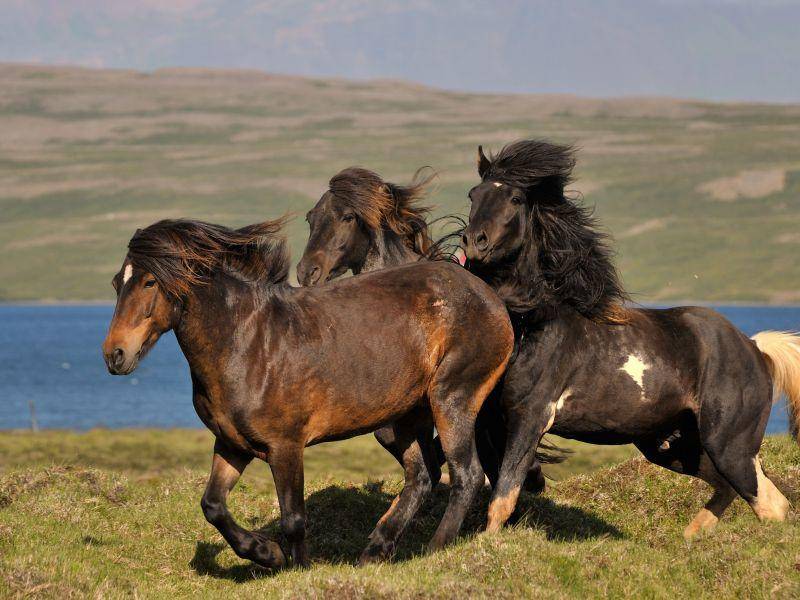 Islandpferde können rennen wie der Wind — Bild: Shutterstock / Frank Bach