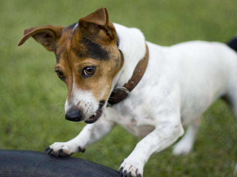 Jack-Russell-Terrier-Hund-Reifen-Garten-Spielen Kann ich damit spielen? Ein Jack Russell Terrier prüft den Gartenbestand — Bild: Shutterstock / Harm Kruyshaar
