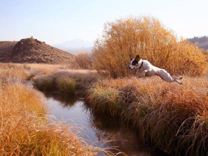 Großes Hinderniss? Nicht für Hunde wie Jack Russell Terrier — Bild: Shutterstock / Harm Kruyshaar