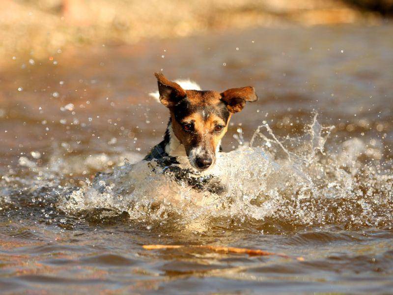 Der Sprung ins kalte Wasser: Jack Russell Terrier sind weder zimperliche, noch wasserscheue Hunde — Bild: Shutterstock / Elisabeth Hammerschmid