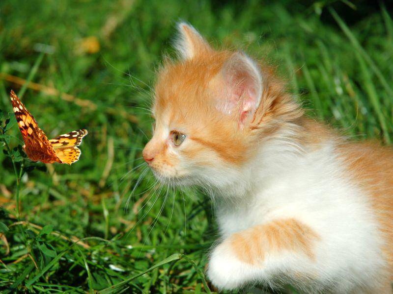 Aufregender Ausflug: Katze trifft Schmetterling — Bild: Shutterstock / Nataliia Melnychuk