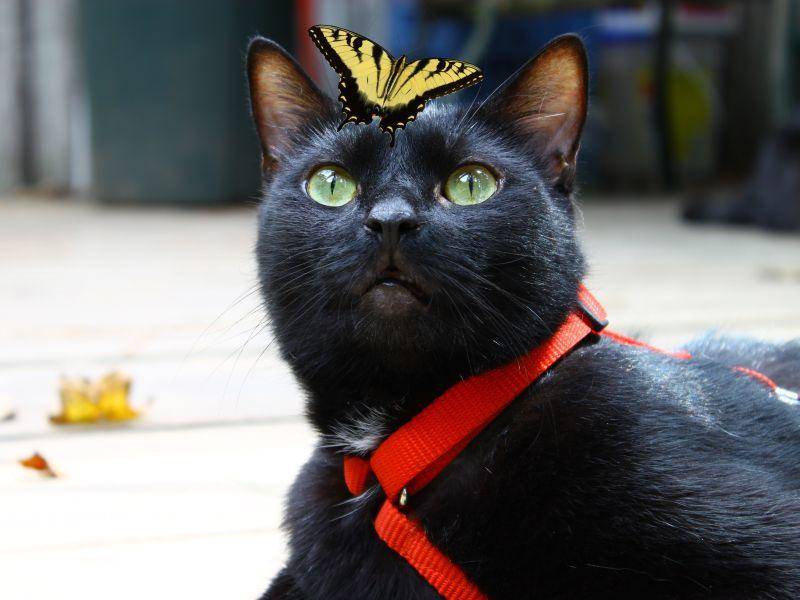 Schwarze Katze, bunter Schmetterling: Farblich aufeinander abgestimmt — Bild: Shutterstock / Barry Blackburn