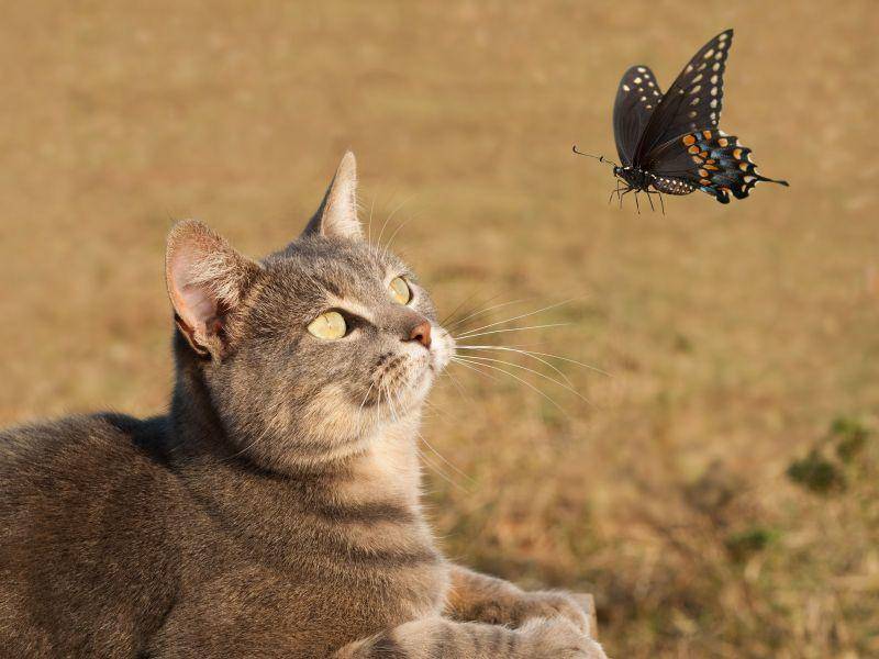 Beschäftigung für Katzen: Schmetterlinge beobachten — Bild: Shutterstock / Sari ONeal