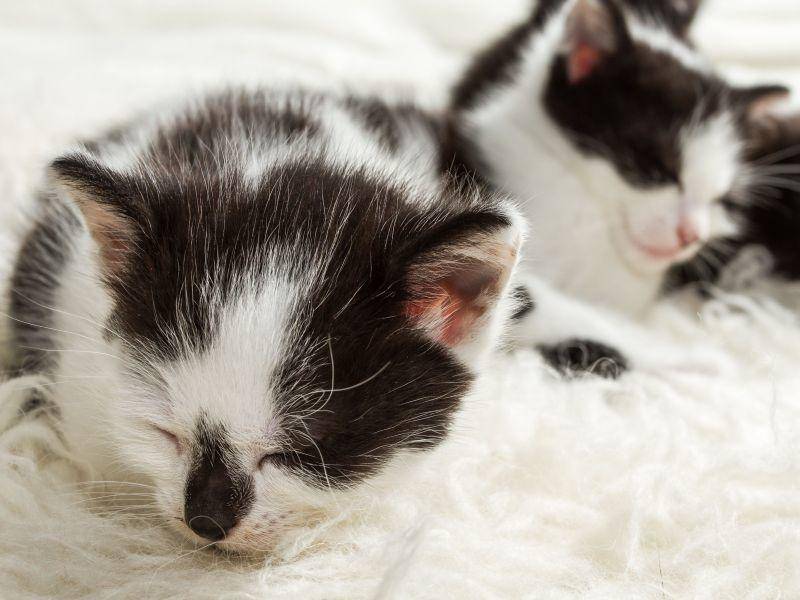 Katzenbabys-Schlafen-Schwarzweiss Diese Katzenbabys teilen sich nicht nur das Aussehen, sondern auch den Schlafplatz — Bild: Shutterstock / Shaiith
