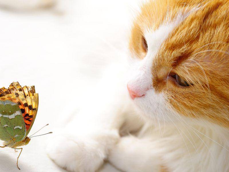 Direkt vor der Nase gelandet: Katze und Schmetterling — Bild: Shutterstock / AlonaPhoto