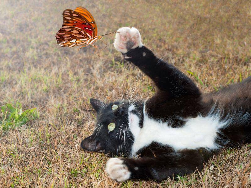 Katze spielt mit Schmetterling: "Fang mich doch!" — Bild: Shutterstock / Sari ONeal