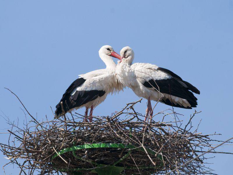 Storch: Im Frühling endlich wieder da — Bild: Shutterstock / iliuta goean