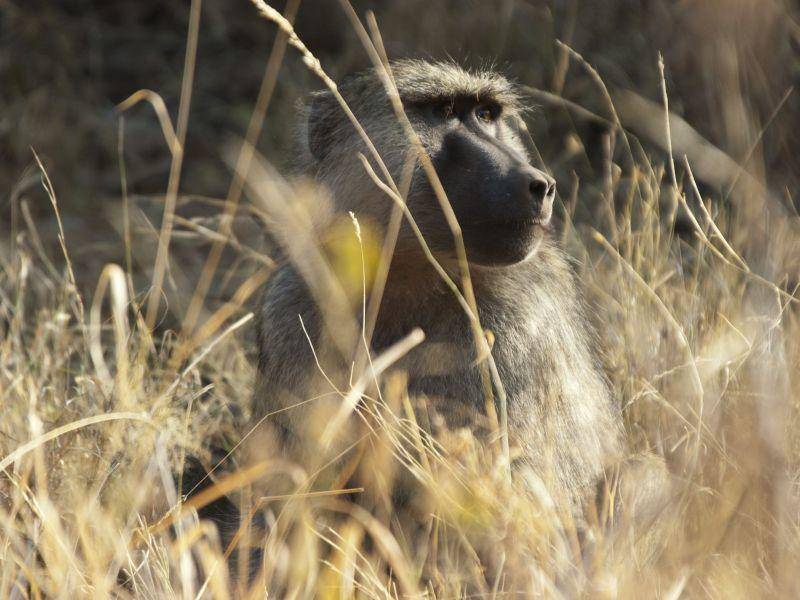 Ein Affe nimmt sich eine Ruhepause in der Sonne — Bild: Shutterstock / Petra B. Zaugg