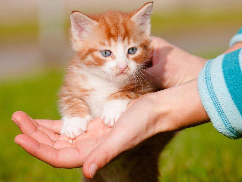 Rotes Katzenbaby findet die Welt noch ziemlich aufregend — Bild: Shutterstock / ots-photo