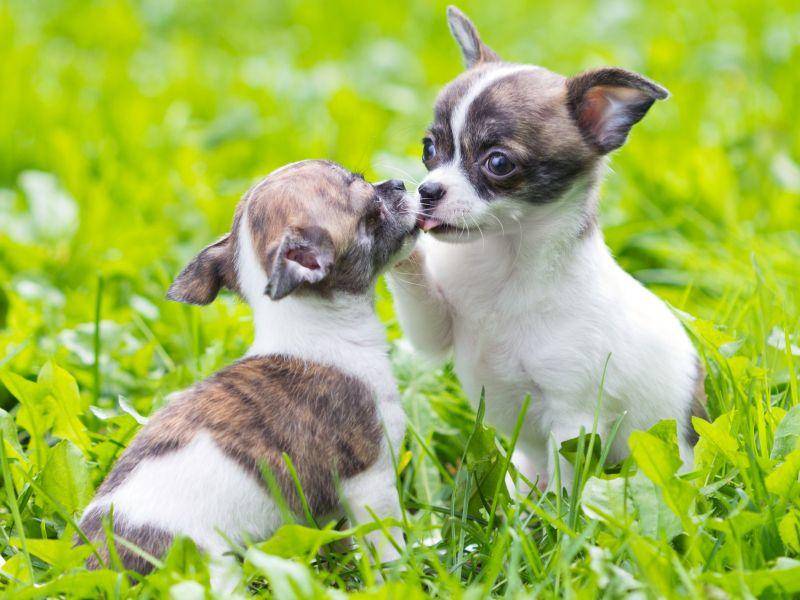 ... weil Hundegeschwister im Taschenformat zum Knuddeln sind — Bild: Shutterstock / Sergey Lavrentev