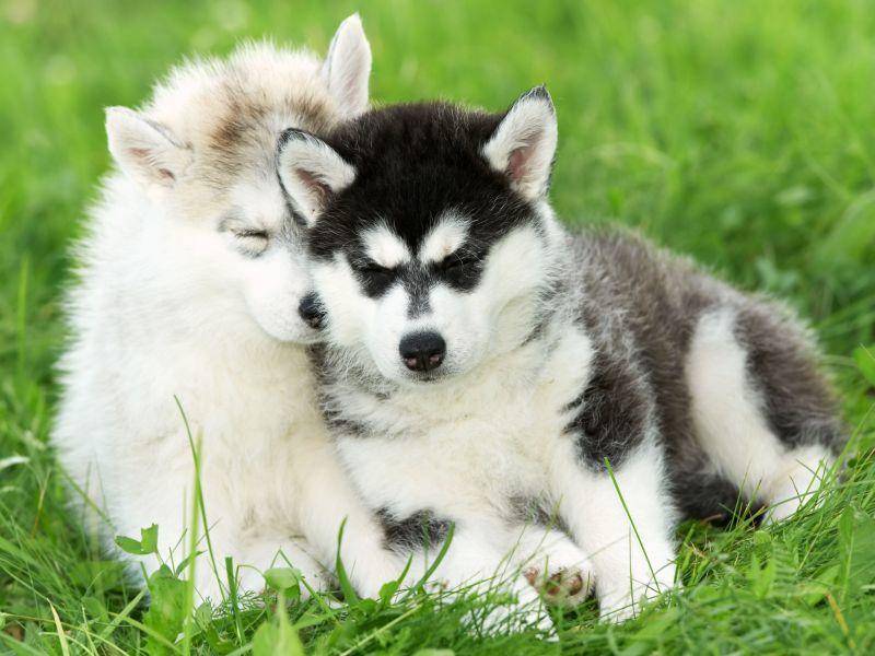 ... weil Hundegeschwister so schön weich und kuschelig sind — Bild: Shutterstock / Dmitry Kalinovsky