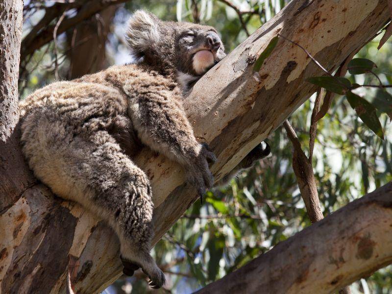 Klettert für ein Sonnenbad hoch hinaus: Der Koala — Bild: Shutterstock / Nataiki