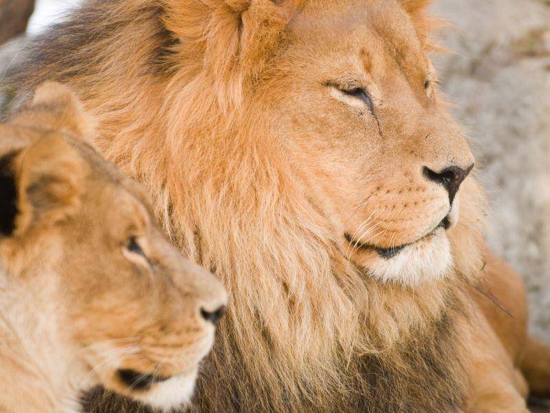 Mit der Löwenfamilie in der Sonne liegen? So sieht ein perfekter Tag aus — Bild: Shutterstock / BGSmith