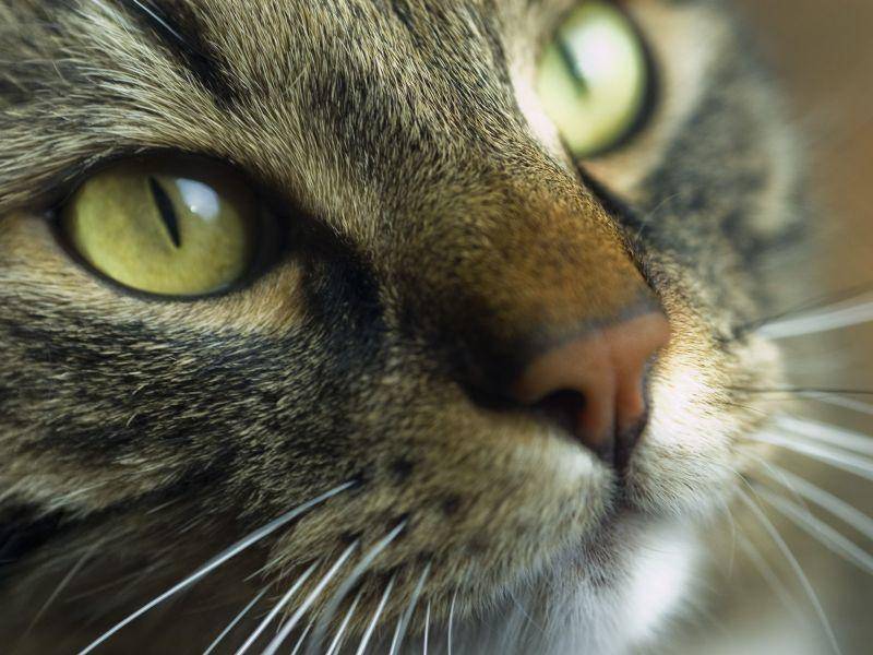 Eindeutig: Die Maine Coon ist nicht nur von Weitem eine schöne Katze — Bild: Shutterstock / Vlue