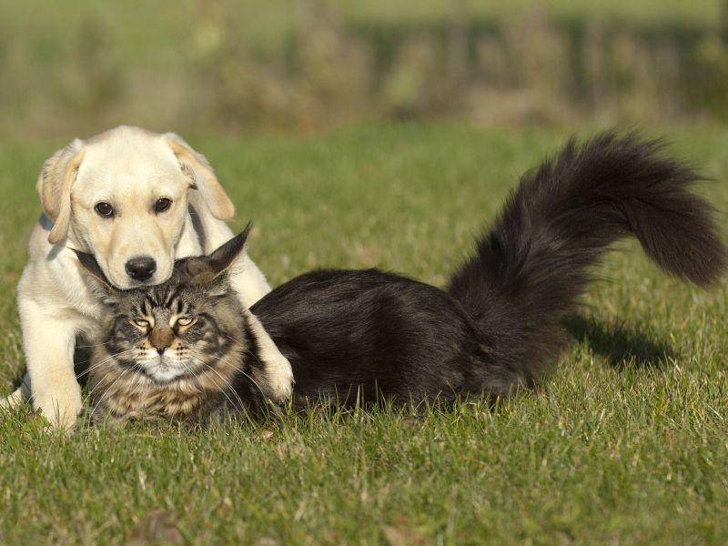 Die Maine Coon ist eine freundliche Katze, die sich oft auch gut mit Hunden versteht — Bild: Shutterstock / Okeanas