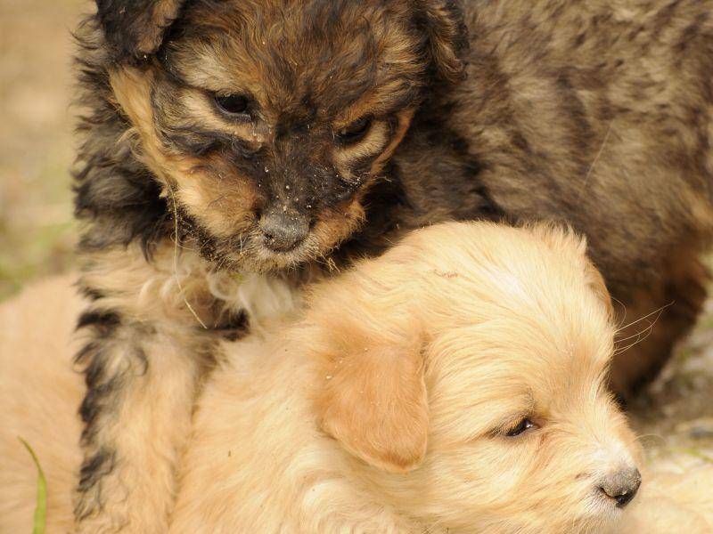 ... und weil Hundegeschwister immer da sind, wenn man sie braucht — Bild: Shutterstock / Dusica