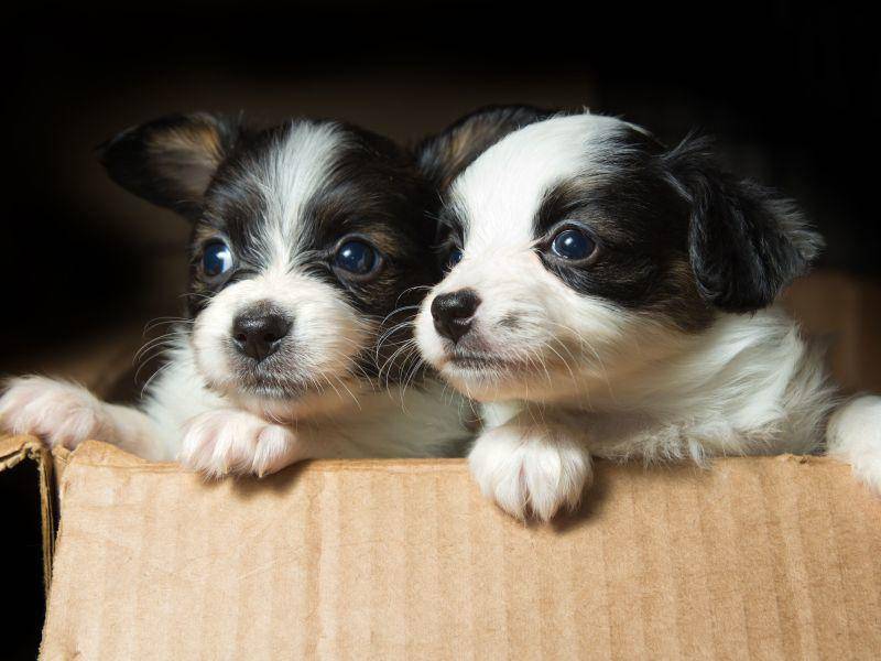 ... weil man mit Hundegeschwistern über die Aussicht plaudern kann — Bild: Shutterstock / Sergey Lavrentev