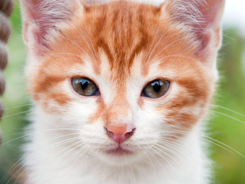 Ohne Worte: Diese junge rote Katze ist einfach zu niedlich — Bild: Shutterstock / BestPhotoPlus