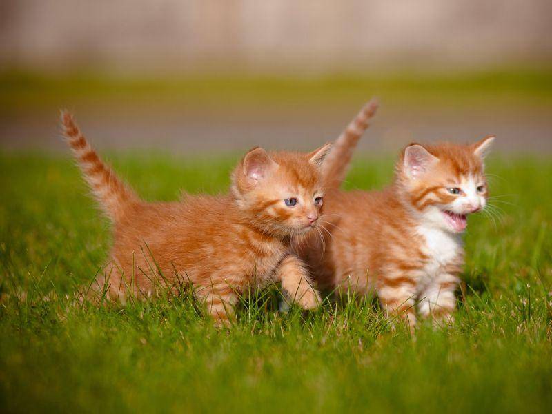 Niedlicher Ausflug: Zwei rote Katzenbabys auf Tour — Bild: Shutterstock / ots-photo