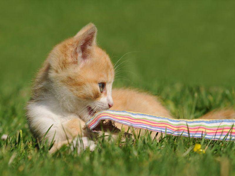 Junge rote Katze nutzt den Rasen als Spielfläche — Bild: Shutterstock / Schubbel