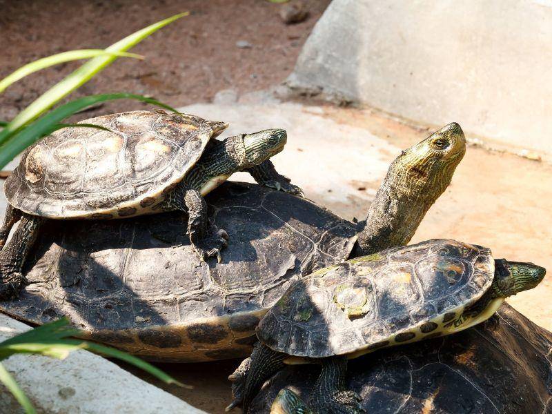 Diese Schildkröten teilen nicht nur ihr Plätzchen, sondern auch ihre Leidenschaft für die Sonne — Bild: Shutterstock / iSIRIPONG