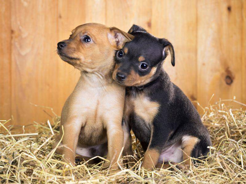 ... weil Hundegeschwister immer zusammen halten — Bild: Shutterstock / Sergey Lavrentev