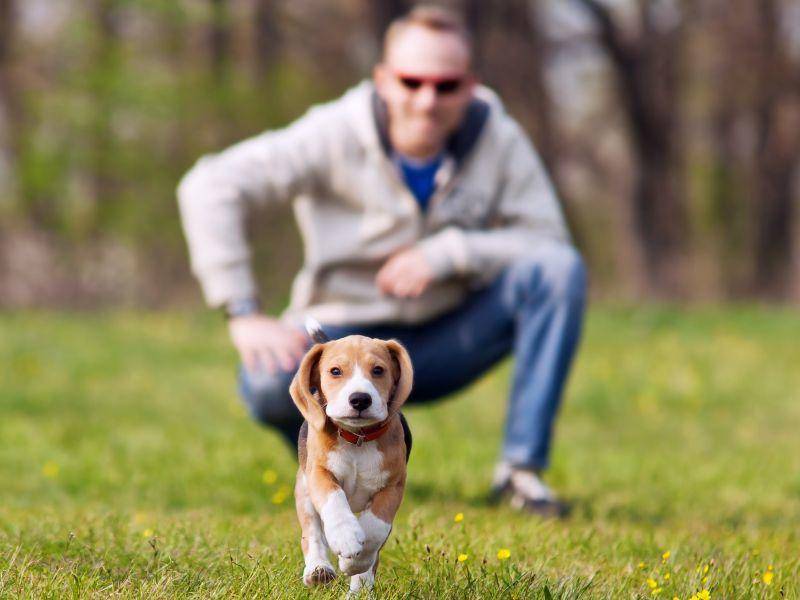 Und lauf, kleiner Beagle! Dieser Welpe macht sich schon ganz gut — Bild: Shutterstock / Solovyova Lyudmyla