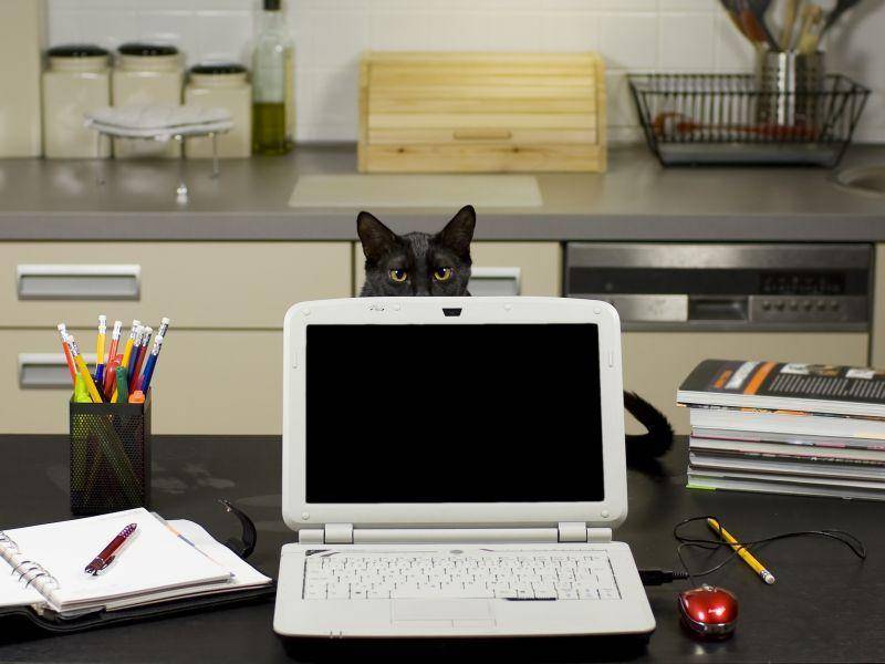 Versteckenspielen am Arbeitsplatz: Auch dafür können Katzen Laptops gut gebrauchen — Bild: Shutterstock / Veronika Mannova