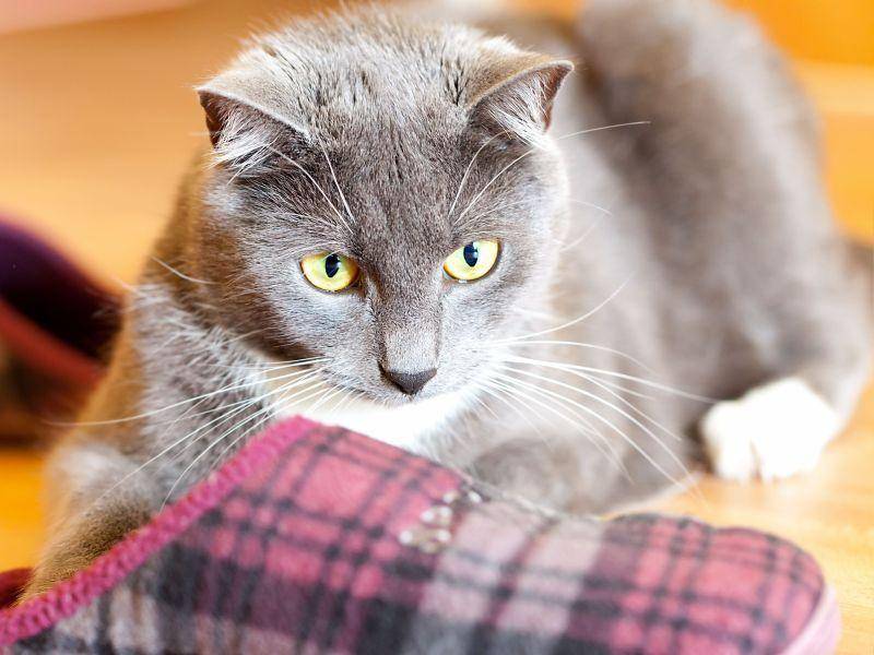Besonders beliebt bei Katzen: Kuschelig weiche Hausschuhe — Bild: Shutterstock / motorolka