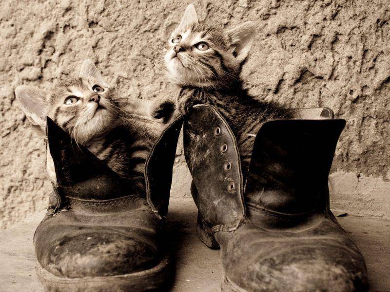 Katzen und Schuhe: Auch in Schwarzweiß so süß — Bild: Shutterstock / gladcov