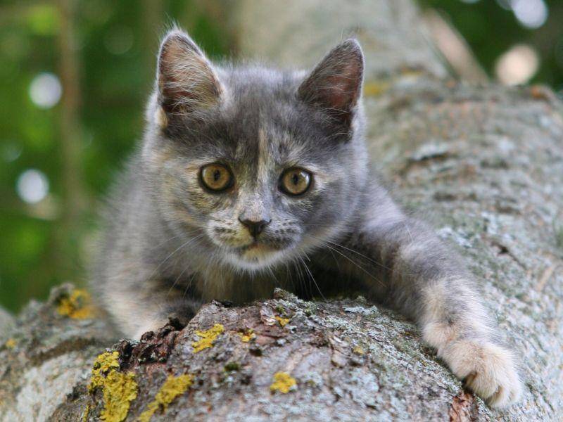 Kletterspaß: kleine Katze will hoch hinaus! — Bild: Shutterstock / oleg kuzminov