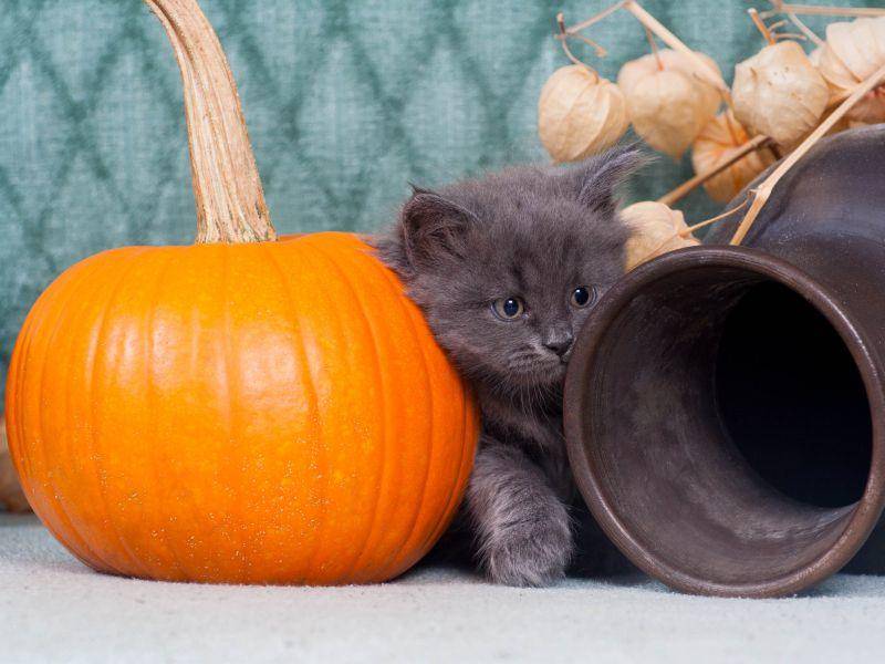 Hübsches Kätzchen in hübscher Halloween-Deko — Bild: Shutterstock / artemis_lady