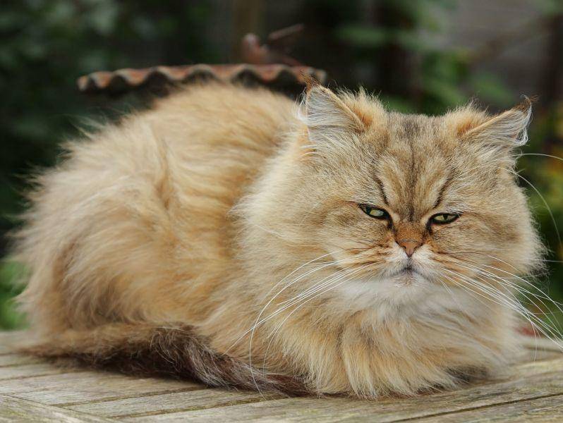 Perser-Katze-Muede Ruhig, aber nicht langweilig: Die Perserkatze ist durch und durch eine Familienkatze — Bild: Shutterstock / Maria Meester