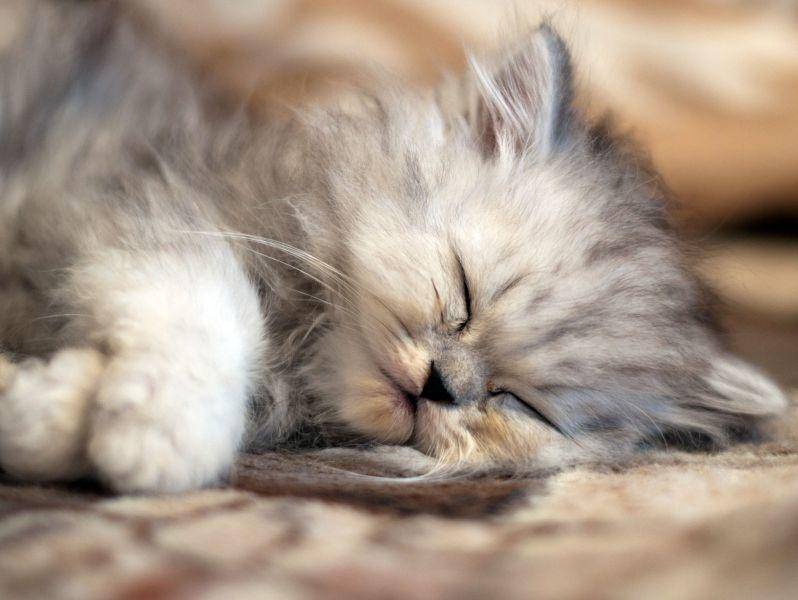Perser-Katzenbaby-Schlafen Wie kuschelig: Die Perserkatze ist ein ganz gemütlicher Typ und eignet sich gut für die Wohnungshaltung — Bild: Shutterstock / Trybex