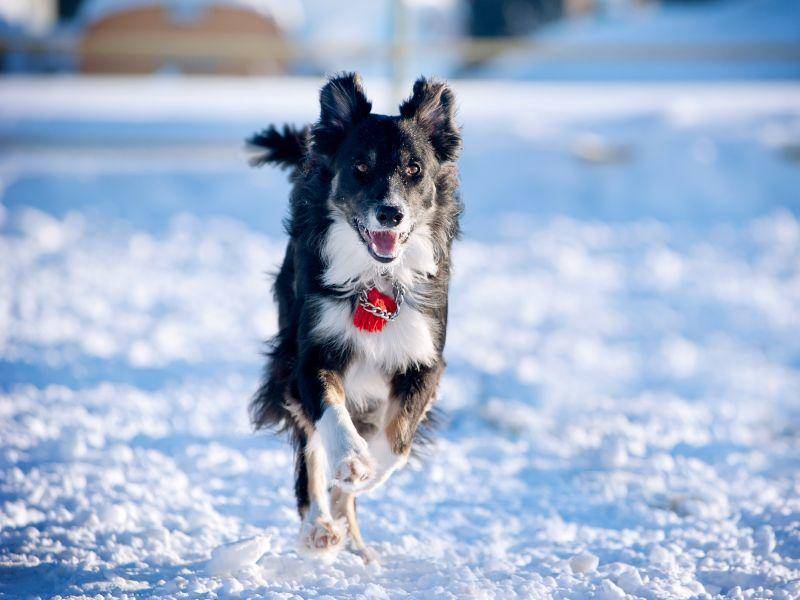 Ein Border Collie macht Tempo: Im Schnee besonders schön! – Bild: Shutterstock / Olga_i