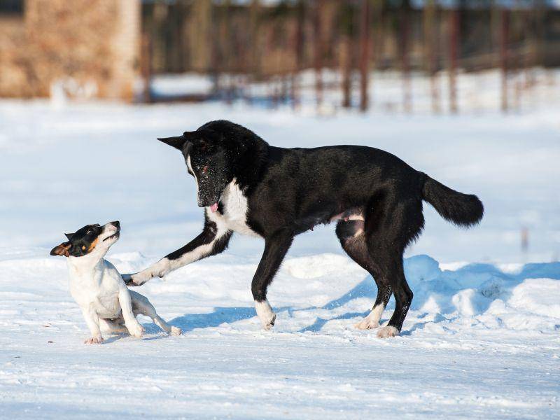 Spielen mit Freunden: Im Schnee besonders schön! – Bild: Shutterstock / Rita Kochmarjova