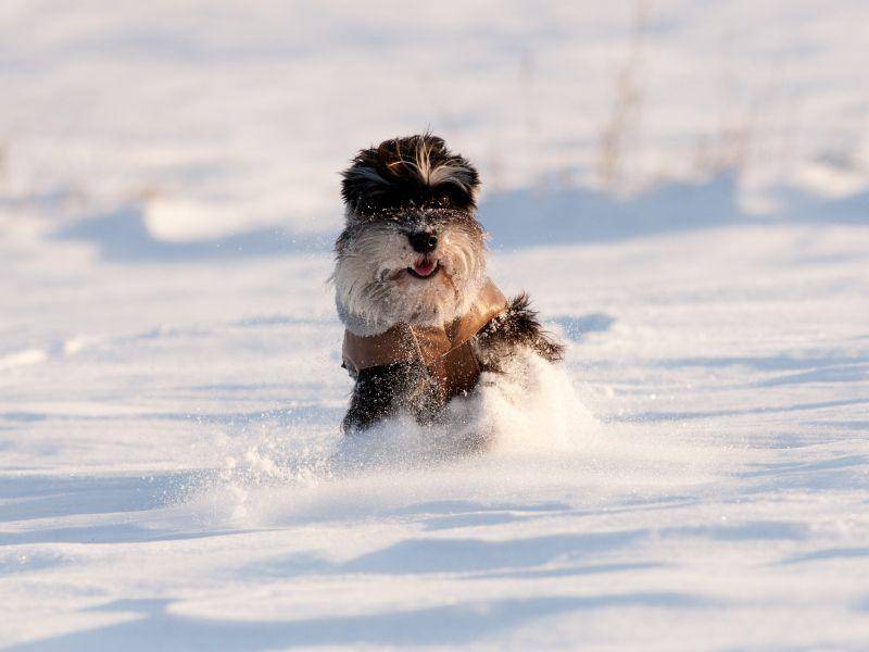 Diese Hunde sind sich einig: Winter ist ihre Lieblingsjahreszeit! – Bild: Shutterstock / Budimir Jevtic